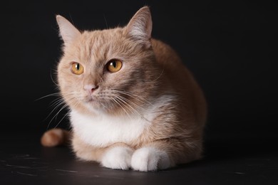 Photo of Adorable ginger cat on black background. Cute animal