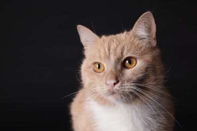 Photo of Adorable ginger cat on black background, closeup. Space for text