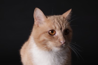 Photo of Adorable ginger cat on black background, closeup