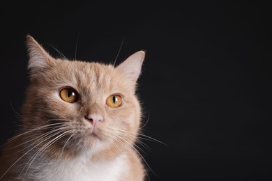 Photo of Adorable ginger cat on black background, closeup. Space for text