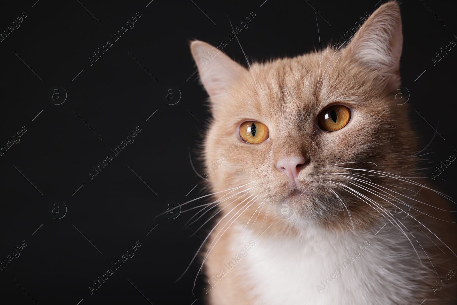 Photo of Adorable ginger cat on black background, closeup. Space for text