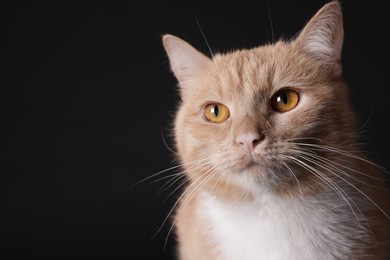 Photo of Adorable ginger cat on black background, closeup. Space for text