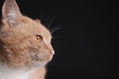 Photo of Adorable ginger cat on black background, closeup. Space for text