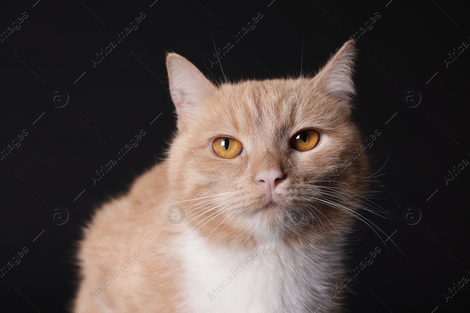 Photo of Adorable ginger cat on black background, closeup