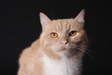 Photo of Adorable ginger cat on black background, closeup