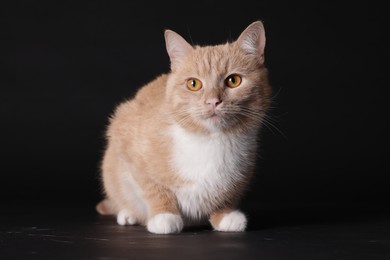 Photo of Adorable ginger cat on black background. Cute animal