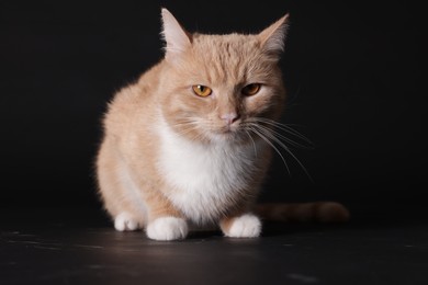 Photo of Adorable ginger cat on black background. Cute animal