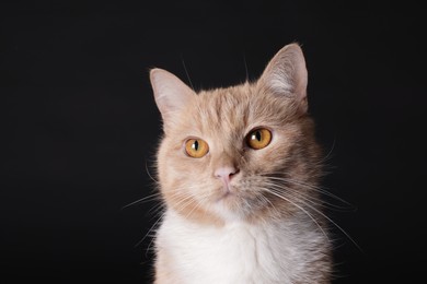 Photo of Adorable ginger cat on black background, closeup