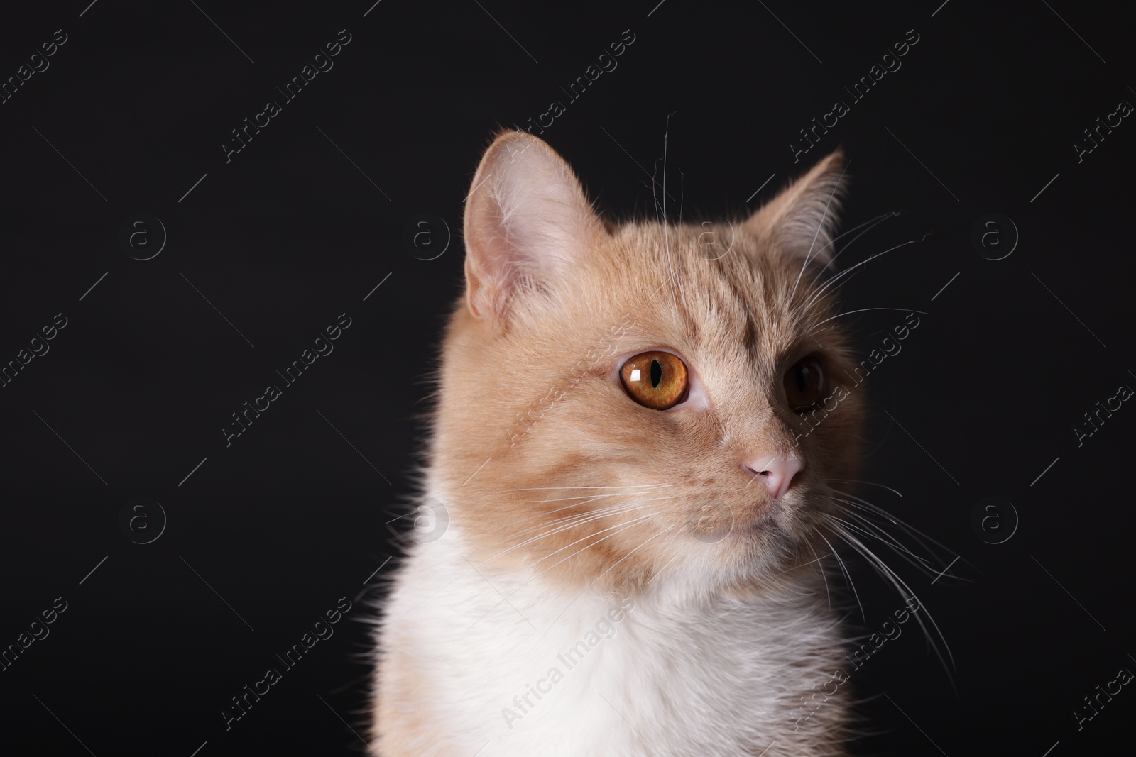 Photo of Adorable ginger cat on black background, closeup