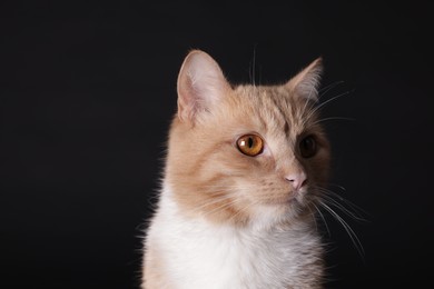 Photo of Adorable ginger cat on black background, closeup