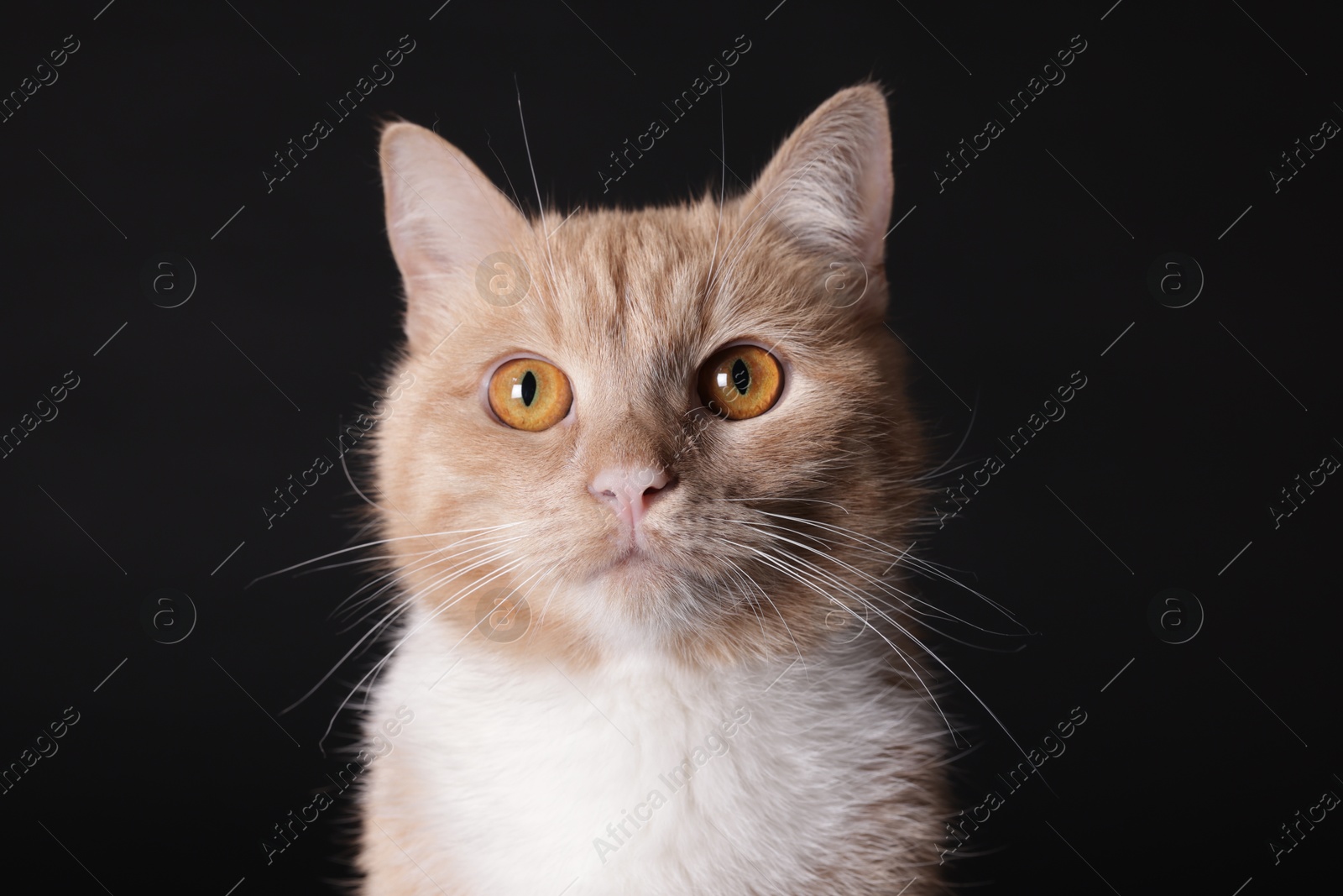 Adorable ginger cat on black background, closeup Photo of Adorable ginger cat on black background, closeup