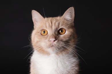 Photo of Adorable ginger cat on black background, closeup