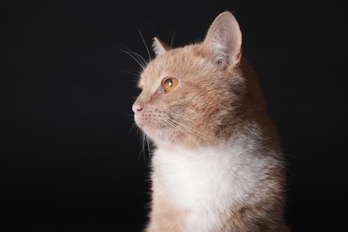 Photo of Adorable ginger cat on black background, closeup