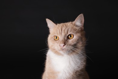 Photo of Adorable ginger cat on black background, closeup
