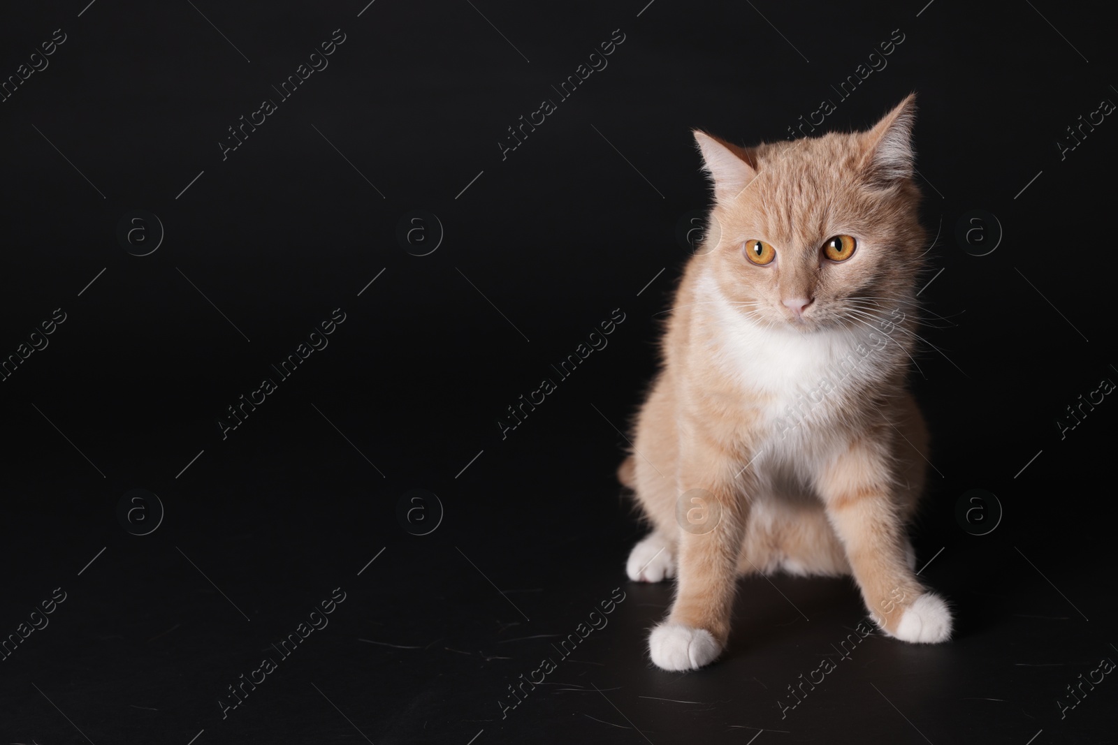 Photo of Adorable ginger cat sitting on black background. Space for text