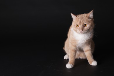 Photo of Adorable ginger cat sitting on black background. Space for text