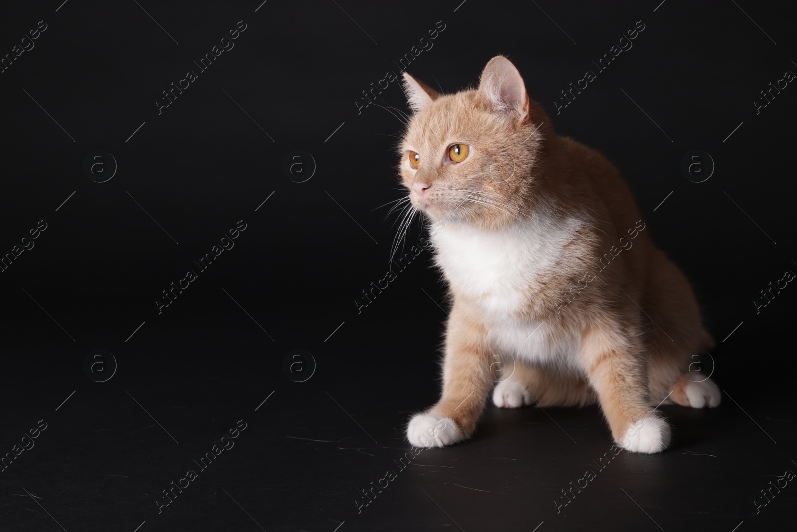 Photo of Adorable ginger cat sitting on black background. Space for text