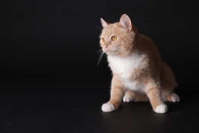 Photo of Adorable ginger cat sitting on black background. Space for text