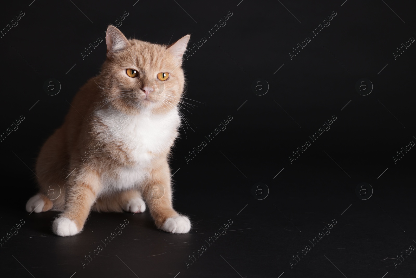 Adorable ginger cat sitting on black background. Space for text Photo of Adorable ginger cat sitting on black background. Space for text
