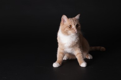 Photo of Adorable ginger cat sitting on black background. Space for text