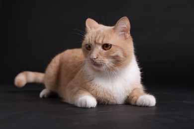 Photo of Adorable ginger cat on black background. Cute animal