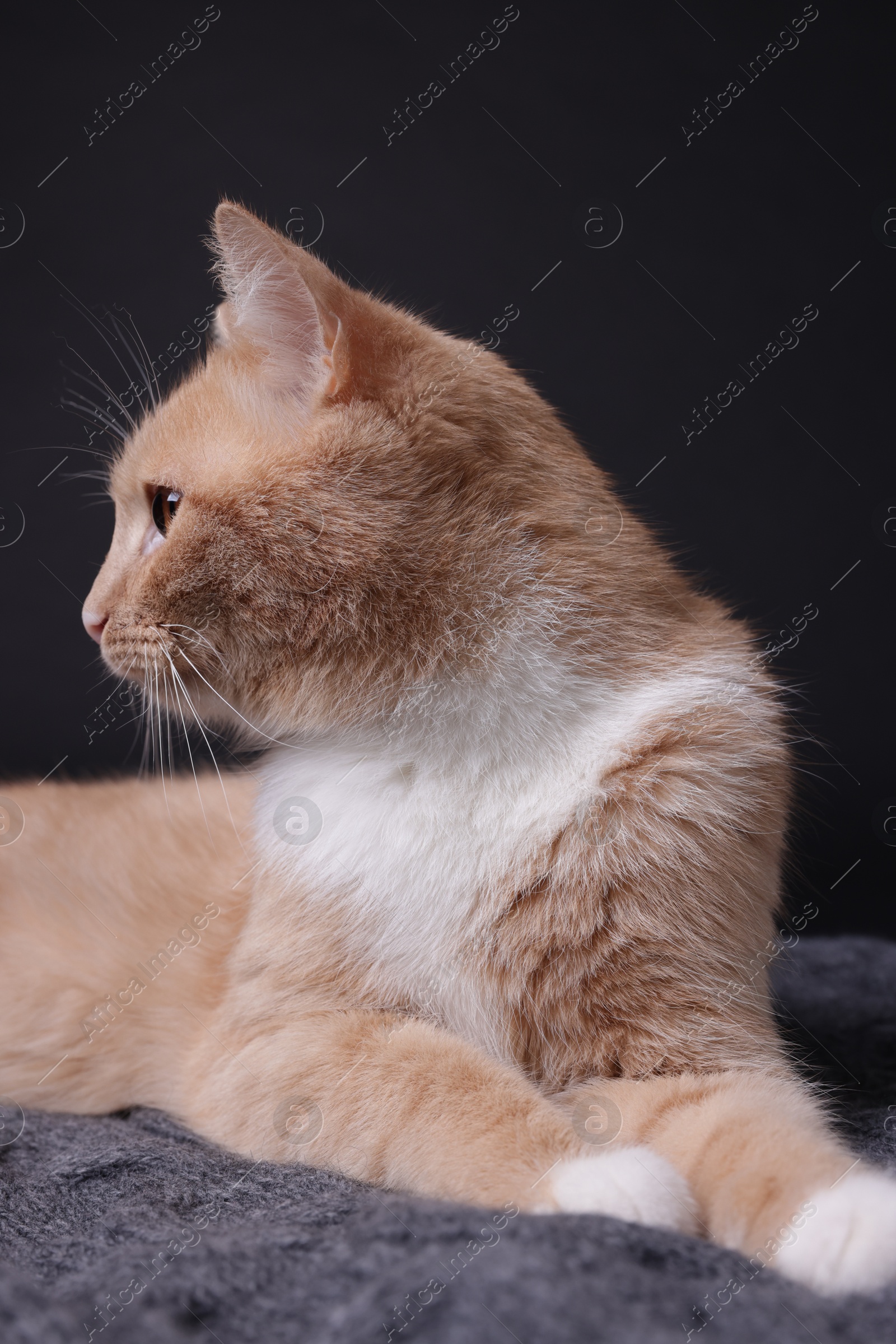 Photo of Adorable ginger cat on blanket against black background