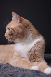 Photo of Adorable ginger cat on blanket against black background