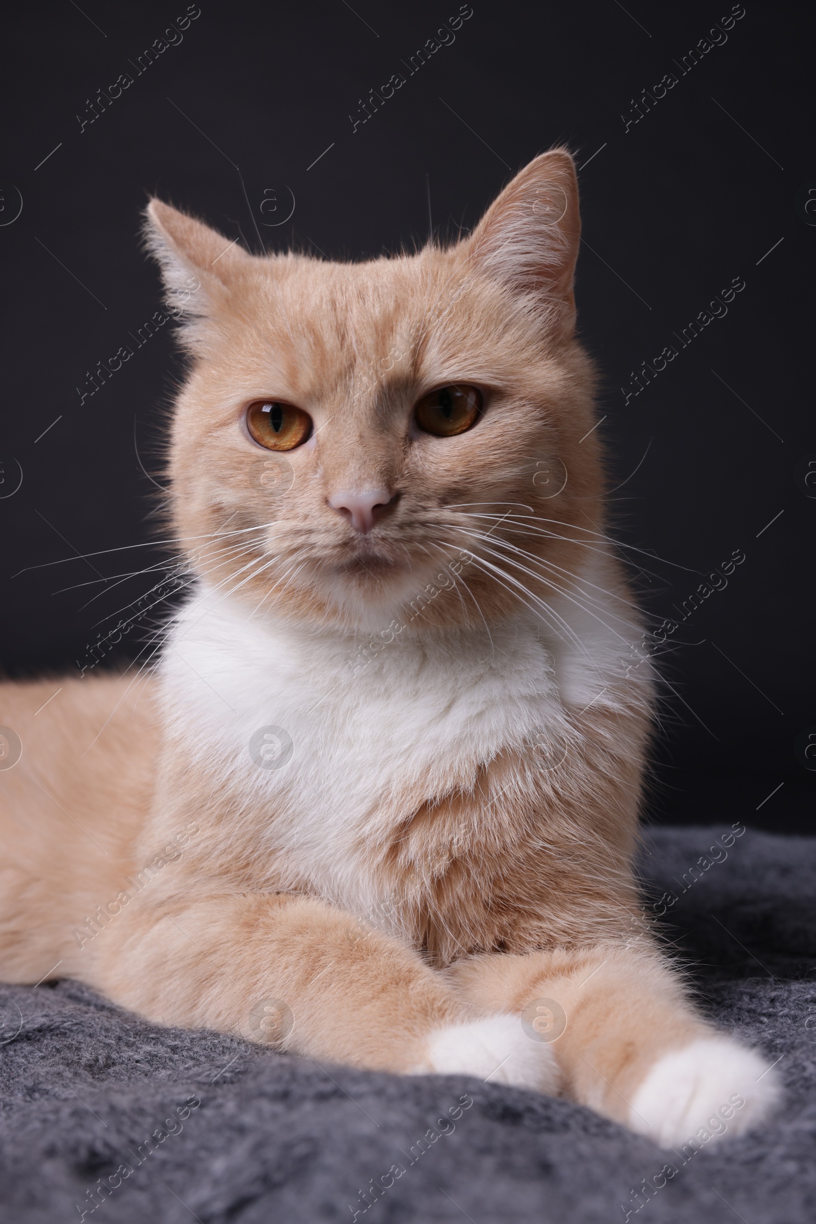 Adorable ginger cat on blanket against black background Photo of Adorable ginger cat on blanket against black background
