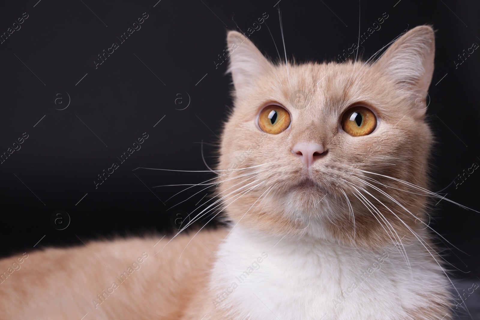 Photo of Adorable ginger cat on black background, closeup