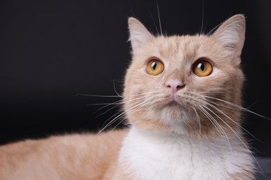 Photo of Adorable ginger cat on black background, closeup