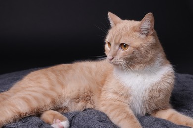 Photo of Adorable ginger cat on blanket against black background