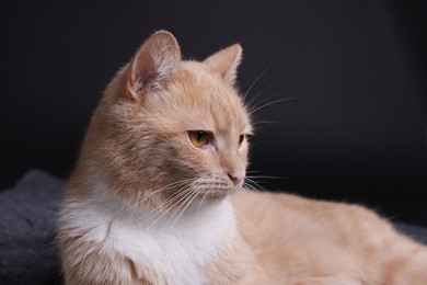 Photo of Adorable ginger cat on black background, closeup
