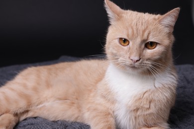 Photo of Adorable ginger cat on blanket against black background