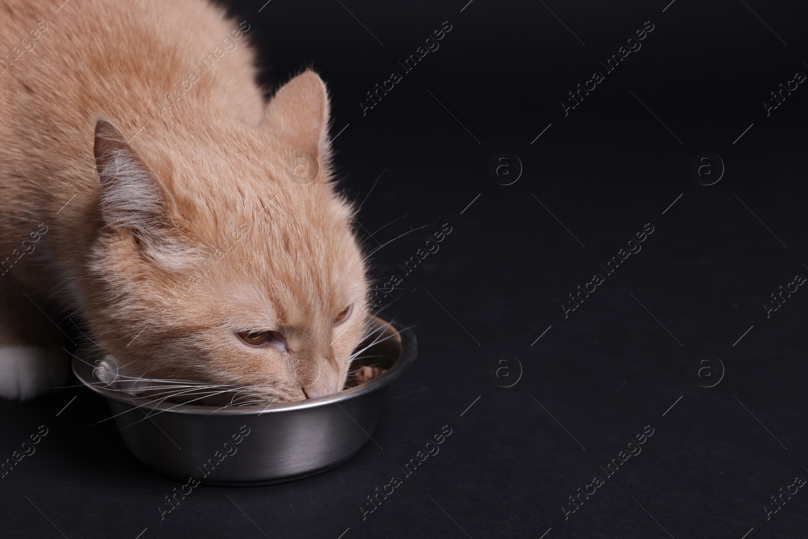Photo of Adorable ginger cat eating from bowl on black background, closeup. Space for text