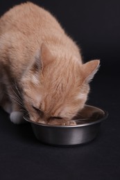Photo of Adorable ginger cat eating pet food from bowl on black background
