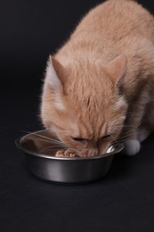 Photo of Adorable ginger cat eating pet food from bowl on black background