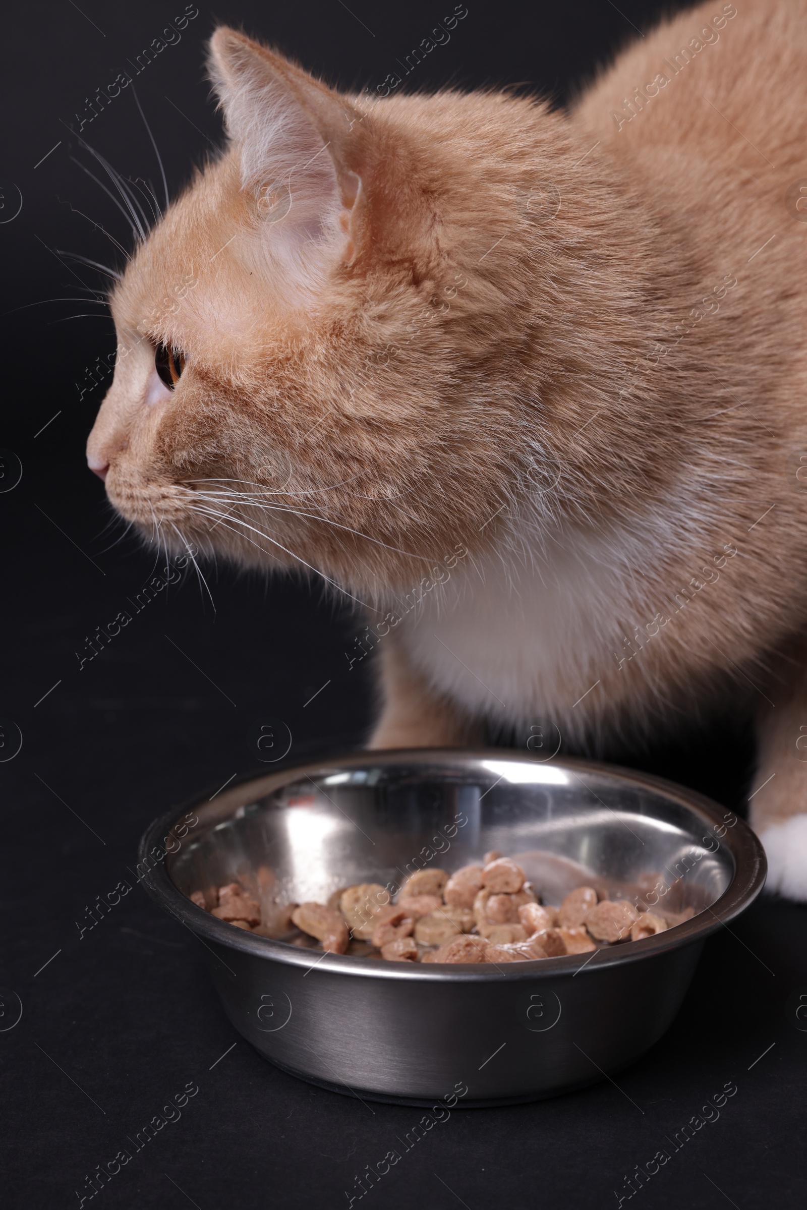 Photo of Adorable ginger cat with bowl of pet food on black background