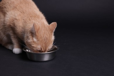 Photo of Adorable ginger cat eating from bowl on black background. Space for text