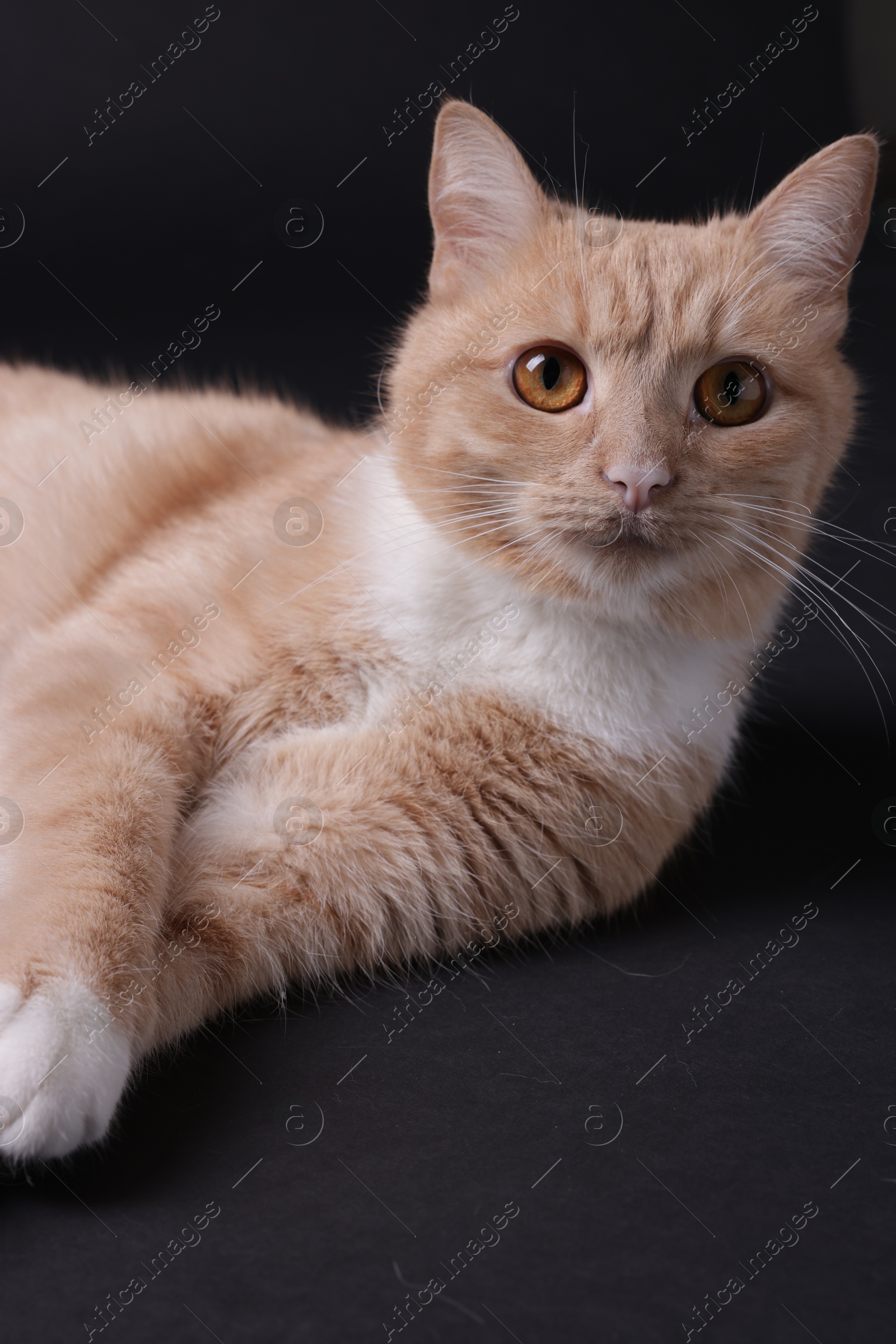 Adorable ginger cat on black background. Cute animal Photo of Adorable ginger cat on black background. Cute animal