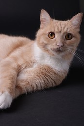 Photo of Adorable ginger cat on black background. Cute animal