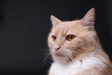 Photo of Adorable ginger cat on black background, closeup. Space for text