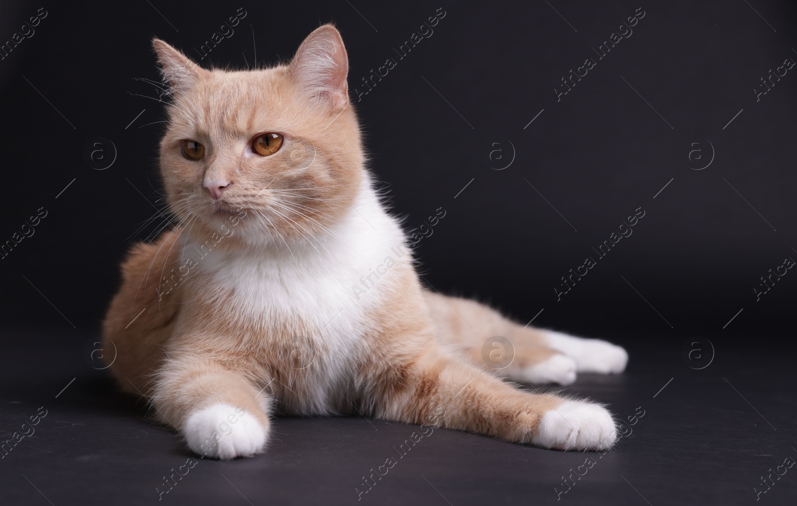 Adorable ginger cat on black background. Cute animal Photo of Adorable ginger cat on black background. Cute animal