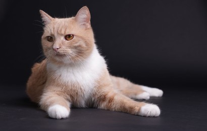 Photo of Adorable ginger cat on black background. Cute animal
