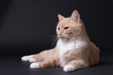 Photo of Adorable ginger cat on black background. Cute animal