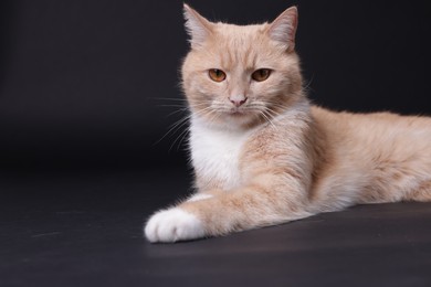 Photo of Adorable ginger cat on black background. Cute animal