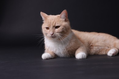 Photo of Adorable ginger cat on black background. Cute animal