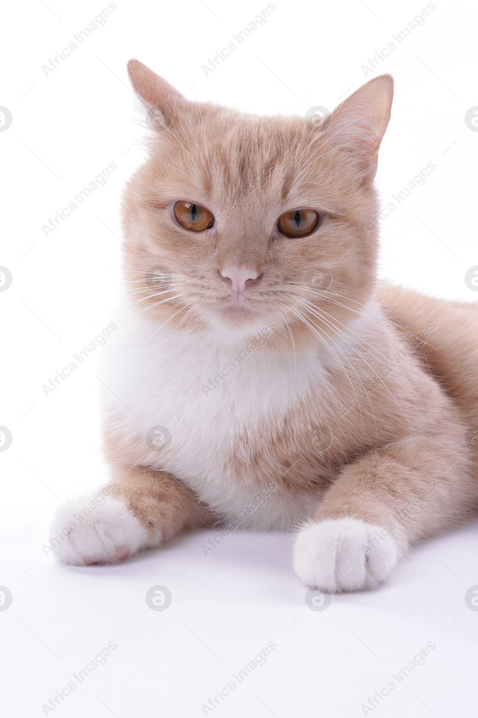 Photo of Adorable ginger cat on white background. Cute animal