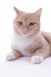 Photo of Adorable ginger cat on white background. Cute animal