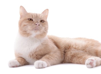 Photo of Adorable ginger cat on white background. Cute animal