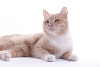 Photo of Adorable ginger cat on white background. Cute animal